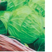 CABBAGE SUCCESS